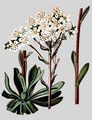  - Saxifraga hostii Tausch