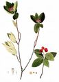 Dwarf Whitebeam - Sorbus chamaemespilus (L.) Crantz