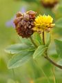 Brown Clover - Trifolium badium Schreb.