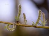 Salix eleagnos (Lavendel-Weide) - weibliche Blütenstände