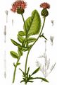 Greater Knapweed - Centaurea scabiosa L.