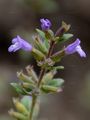 Basil Thyme - Clinopodium acinos (L.) Kuntze