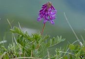 Alpen-Süßklee - Hedysarum hedysaroides (L.) Schinz & Thell.