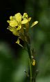 Hoary Mustard - Hirschfeldia incana (L.) Lagr.-Foss.