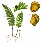 Englischer Hautfarn - Hymenophyllum tunbrigense (L.) Sm. 