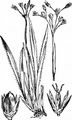 Hairy Wood-Rush - Luzula pilosa (L.) Willd.