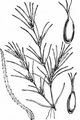 Slender Naiad - Najas flexilis (Willd.) Rostk. & W. L. E. Schmidt