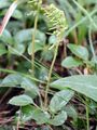 Serrated Wintergreen - Orthilia secunda (L.) House