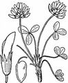 Turf Clover - Trifolium thalii Vill.