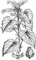 Common Nettle - Urtica dioica L.