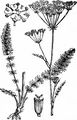 Quirlblättriger Kümmel - Carum verticillatum (L.) W. D. J. Koch