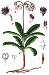 Dolden-Winterlieb - Chimaphila umbellata (L.) W. P. C. Barton 