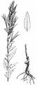 American Willowherb - Epilobium ciliatum Raf.