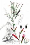 Lanzettblättriges Weidenröschen - Epilobium lanceolatum Sebast. & Mauri 