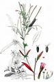 Spear-Leaved Willowherb - Epilobium lanceolatum Sebast. & Mauri