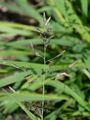 Stink-Grass - Eragrostis cilianensis (All.) Janch.