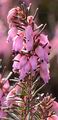 Schnee-Heide - Erica carnea L.