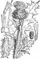 Gewöhnliche Eselsdistel - Onopordum acanthium L.