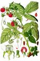  - Rubus subg. Idaeobatus (Focke) Focke