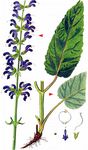 Wiesen-Salbei - Salvia pratensis L. 