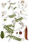 Wald-Wicke - Vicia sylvatica L. 