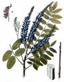 Scheinindigo - Amorpha fruticosa L. 