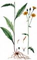 Glattes Habichtskraut - Hieracium laevigatum Willd.