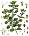 White Horehound - Marrubium vulgare L.