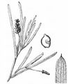 Grass-Wrack Pondweed - Potamogeton compressus L.
