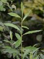 European Violet-Willow - Salix daphnoides Vill.