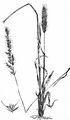 Spike Trisetum - Trisetum spicatum (L.) K. Richt.