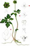 Moschuskraut - Adoxa moschatellina L. 