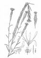Hawkweed-Leaved Treacle Mustard - Erysimum hieracifolium L.