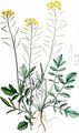 Creeping Yellow-Cress - Rorippa sylvestris (L.) Besser
