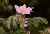 Harsh Downy-Rose - Rosa tomentosa Sm.
