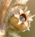 Small-Flowered Catchfly - Silene gallica L.