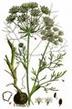 Great Pignut - Bunium bulbocastanum L.