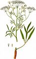 Longleaf - Falcaria vulgaris Bernh.