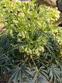 Stinking Hellebore - Helleborus foetidus L.