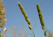 Walliser Schillergras - Koeleria vallesiana (Honck.) Gaudin