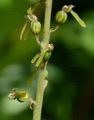Common Twayblade - Neottia ovata (L.) Bluff & Fingerh.