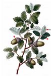 Stein-Eiche - Quercus ilex L. 