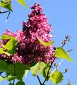 Gewöhnlicher Flieder - Syringa vulgaris L.