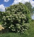 Gewöhnlicher Schneeball - Viburnum opulus L.