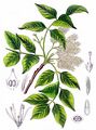 Manna Ash - Fraxinus ornus L.