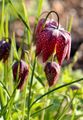 Gewöhnliche Schachblume - Fritillaria meleagris L.