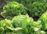 Garden Lettuce - Lactuca sativa L.