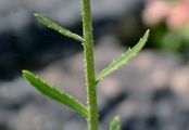 Berg-Wucherblume - Leucanthemum adustum (W. D. J. Koch) Gremli
