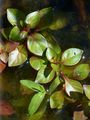 Sumpf-Heusenkraut - Ludwigia palustris (L.) Elliott