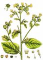Wild Tobacco - Nicotiana rustica L.